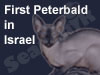 First Peterbald in Israel 